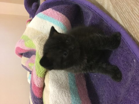 Çikolata point yavrular british shorthair