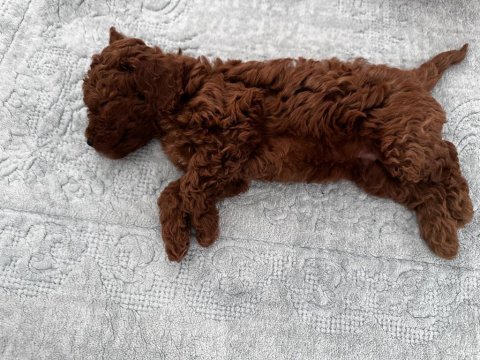 Yavru toy poodle