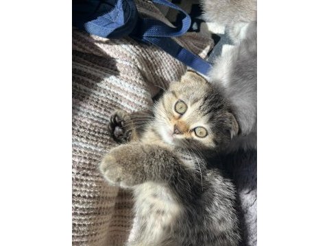 Scottish fold yuvarlak yüz