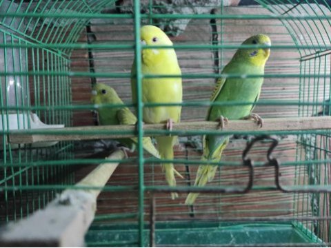 Son 2 adet yeşil renk yavru muhabbet kuşları