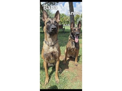 Şampiyon kan hattından geleceğin çalışma köpekleri
