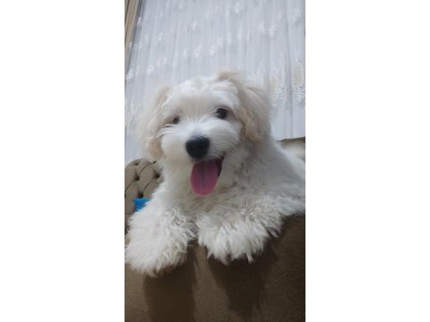 6 aylık oyuncu sağlıklı eğitimli maltipoo yavrusu