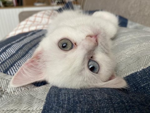 British shorthair inci tanem yeni yuvasını arıyor