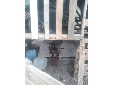 Rottweiler doberman kırması eğitimli