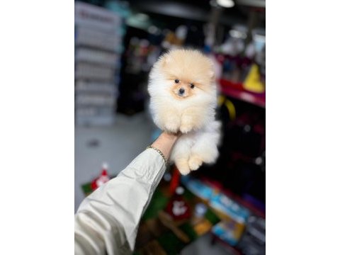 Pomeranian bebekleri