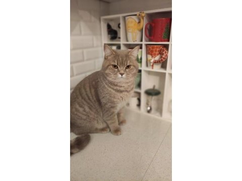 9 aylık uysal scottish fold kedisi
