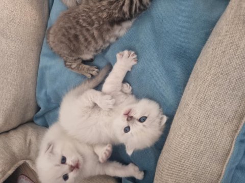 Pamuk şekerlerim kedilerim