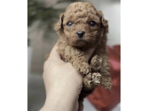 Toy poodle köpeği