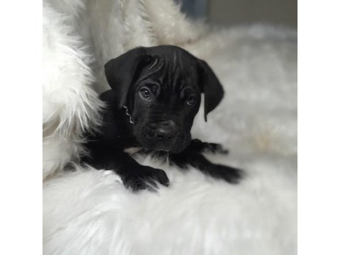Safkan cane corso yavrularımız