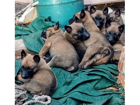 Malinois erkek ve dişi yavrular