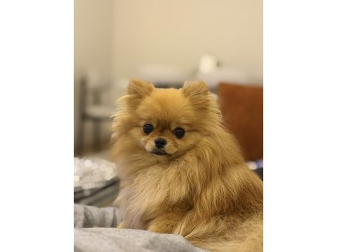 Pomeranian boo 1 yaşında