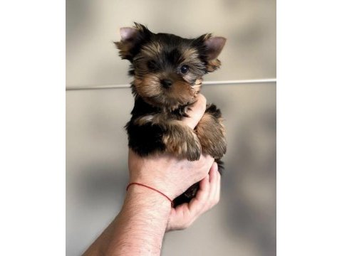 Safkan orijinal yorkshire terrier
