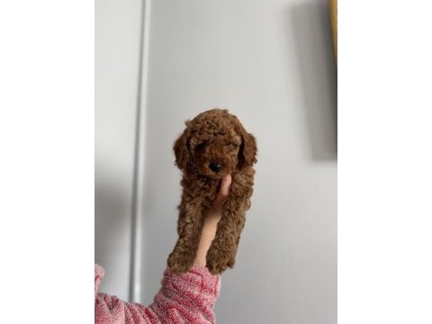 Toy poodle köpeğimiz