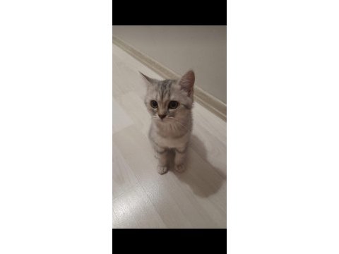 Sevimli british shorthair kardeşler