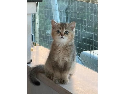 Yavru british shorthair bebişler