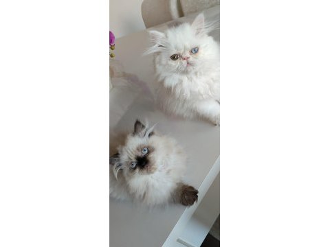 3 aylık dişi iran kedileri