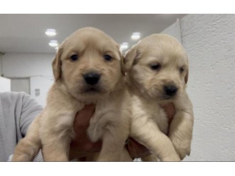 Baby face golden retriever yavrular