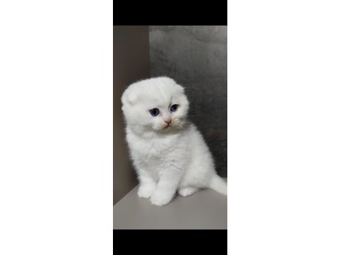 Şecereli babanın scottish fold bebeği