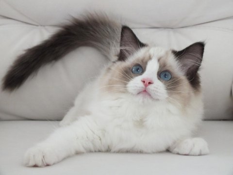 Full şecereli ragdoll yavruları