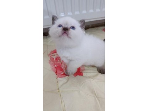 Bal çocuk kediler