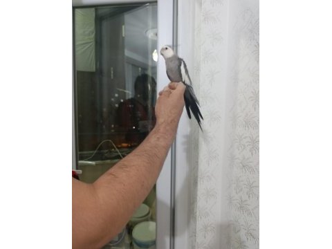 Evcil konuşan sultan papağanları