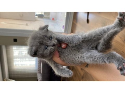 Orijinal ırk scottish fold