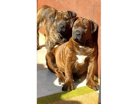 Boerboel güney afrika mastiff