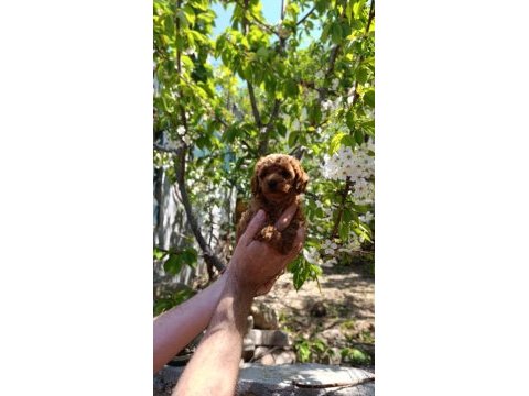 Koyu kızıl poodle