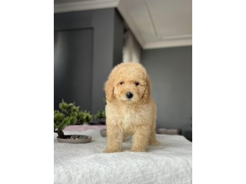 Çeşit çeşit labradoodle bebekler miyatür dev