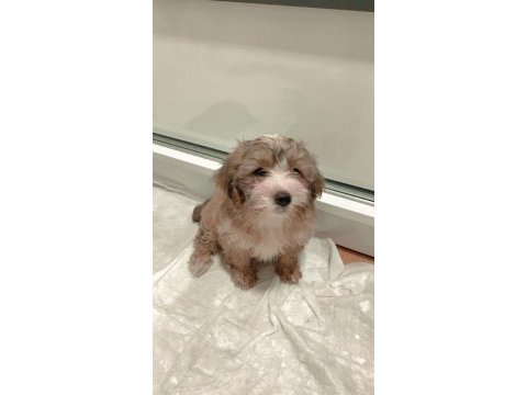 Yavru morkie eğitimli aşıları tam