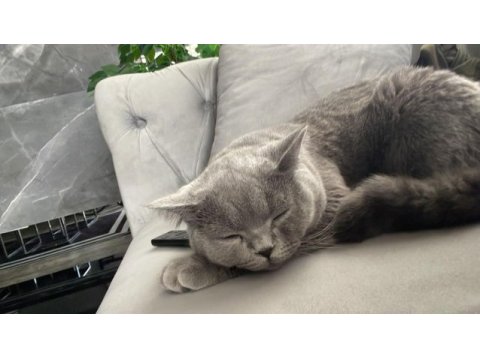 8 aylık erkek british shorthair