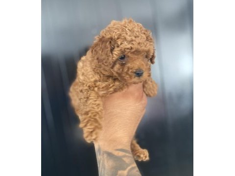 Irk sağlık ve kilo garantili kore poodle