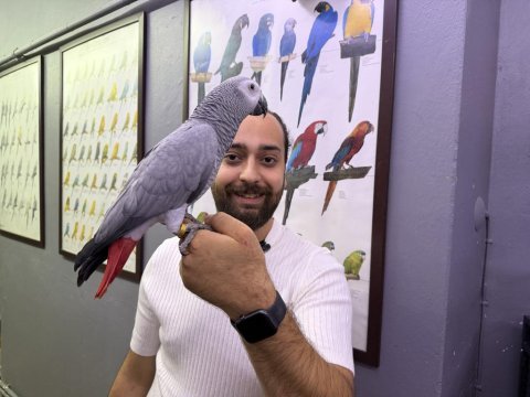 200 kelime çok konuşan evcil jako papağanı