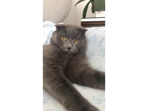 Erkek scottish fold kedimize dişi arıyoruz