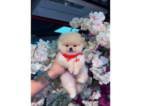 Orjinal ayı surat pomeraninan boo