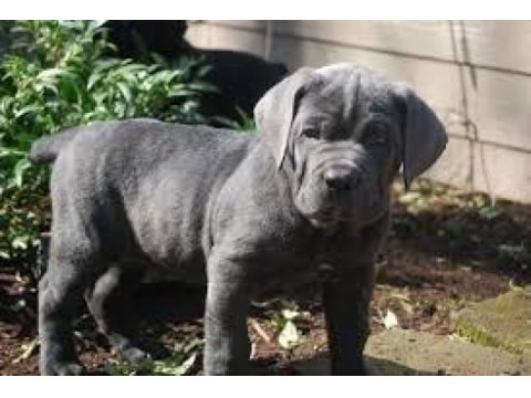 Dev anne babadan üst kalite cane corso yavrular