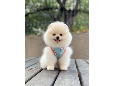 Pomeranian