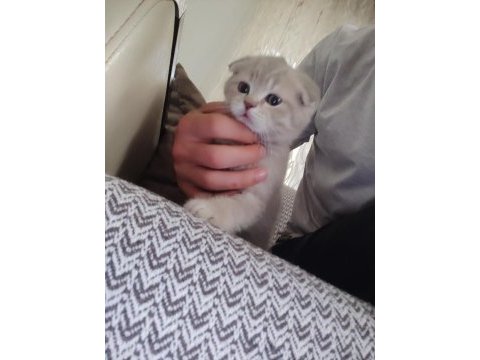 2 aylık sütten kesilmiş scottish fold yavruları