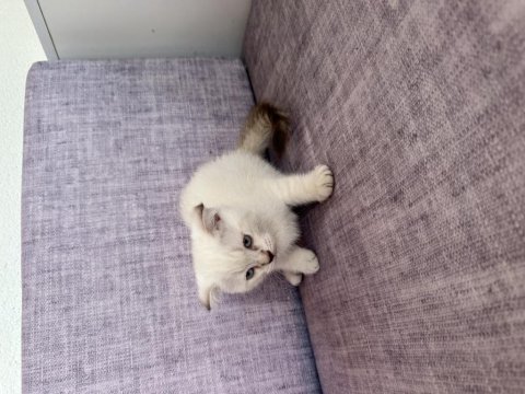2 aylık scottish fold yavrular