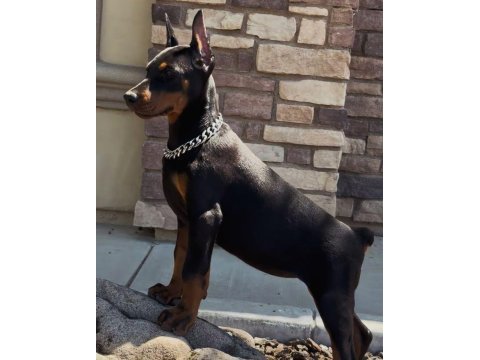 Eğitim ve bakım destekli doberman
