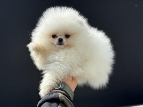 Show kalite pomeranian boo yavrularımız