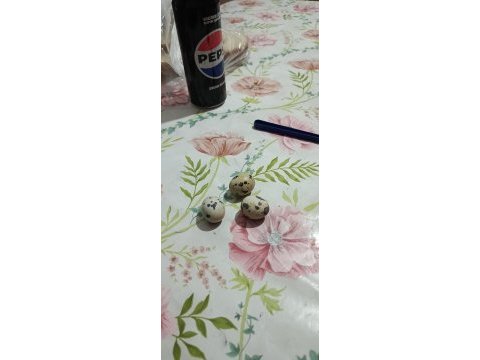 Bıldırcın yumurtası günlük ve taze