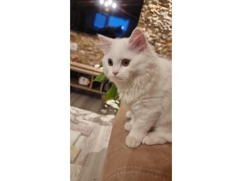 2 .5 aylık sağlıklı dişi