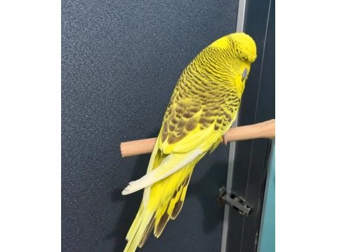 Damızlık iri jumbo muhabbet kuşu