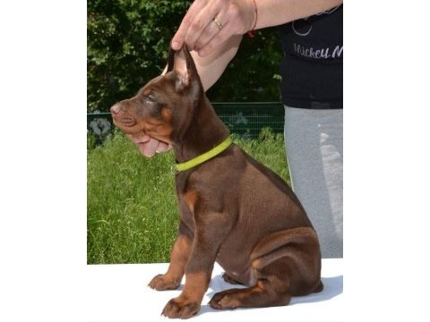 Safkan doberman yavrular