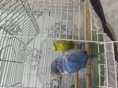 Show jumbo muhabbet kuşları