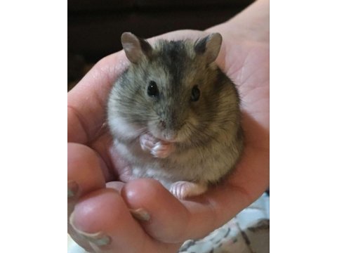 Hamster gonzales yavru heryere gönderim