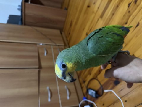 Ele alışık amazonika papağanı