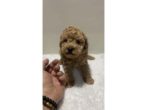 Red renk tarçın renk dişi erkek poodle yavrular