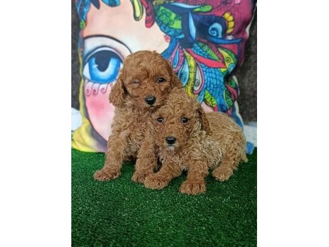 Toy poodle yavrularımız